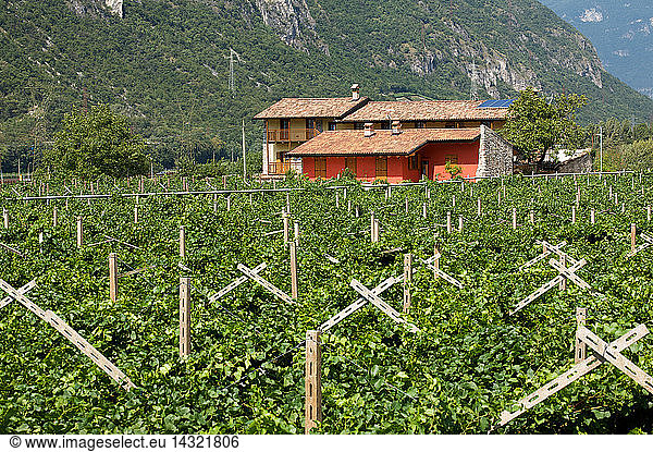 Farmhouse  Sdruzzina` di Ala  Agriturismo Al Picchio  Trentino Alto Adige  Italy  Europe