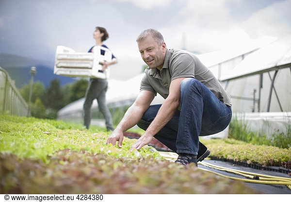 Farming vegetables and fruits