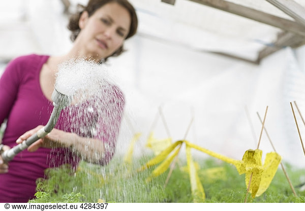 Farming vegetables and fruits