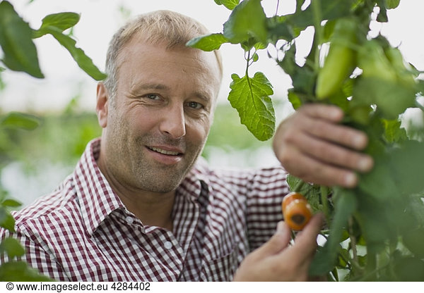 Farming vegetables and fruits