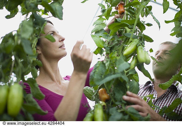 Farming vegetables and fruits