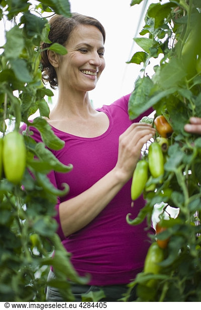 Farming vegetables and fruits