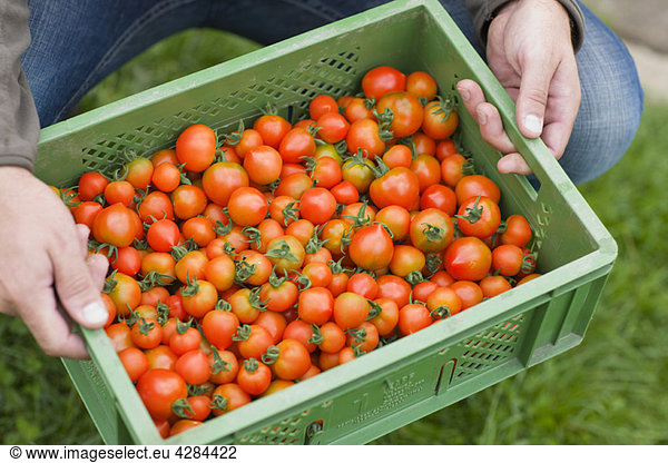 Farming vegetables and fruits