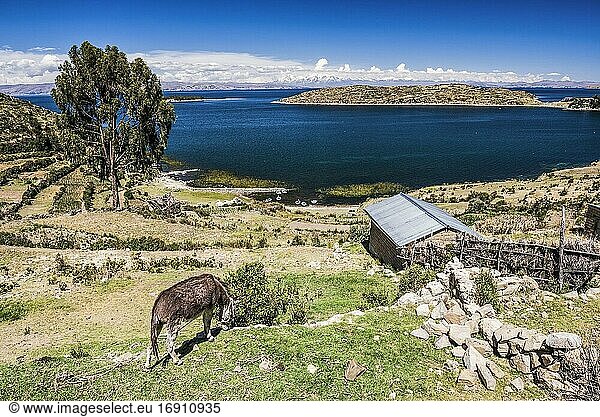 Farmland auf der Isla del Sol (Sonneninsel)  Titicacasee  Bolivien