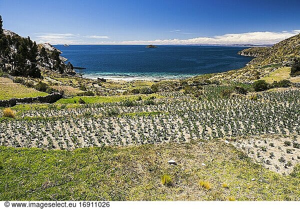 Farmland auf der Isla del Sol (Sonneninsel)  Titicacasee  Bolivien