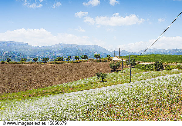Farmland landscape in Ronda  Malaga  Spain