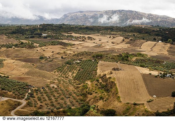 Farmlands outside Ronda  Malaga province  Andalucia  Spain