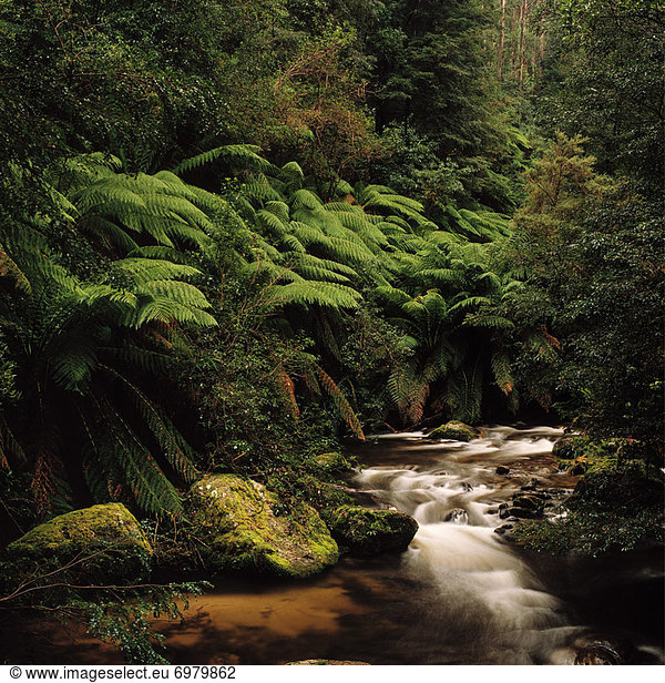 Farn  Fluss  Regenwald