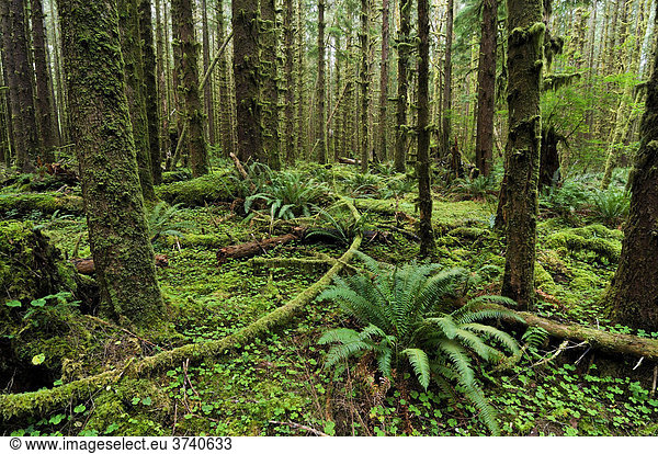 Farne und üppiger Bodenbewuchs im Regenwald  Olympic Nationalpark  Washington  USA  Nordamerika