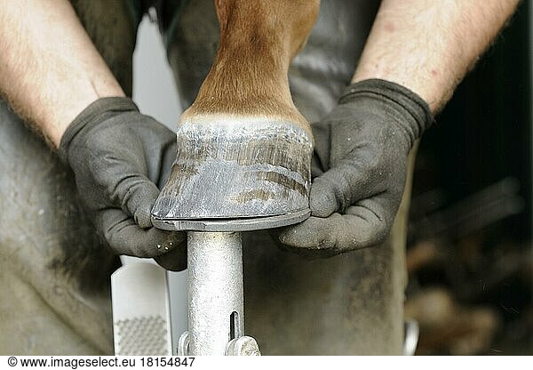 Farrier at work  fitting horseshoes