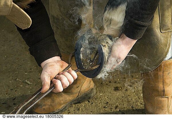 Farrier fits horseshoes to horse's hoof