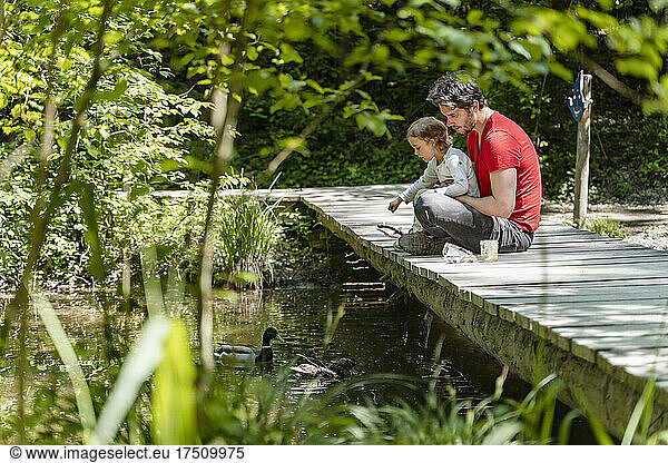 Father and daughter feeding ducks swimming on stream while sitting over boardwalk in forest