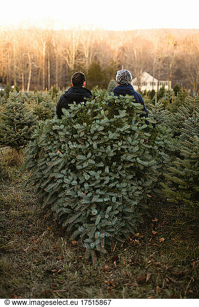 Father and son dragging a fresh cut Christmas tree behind them