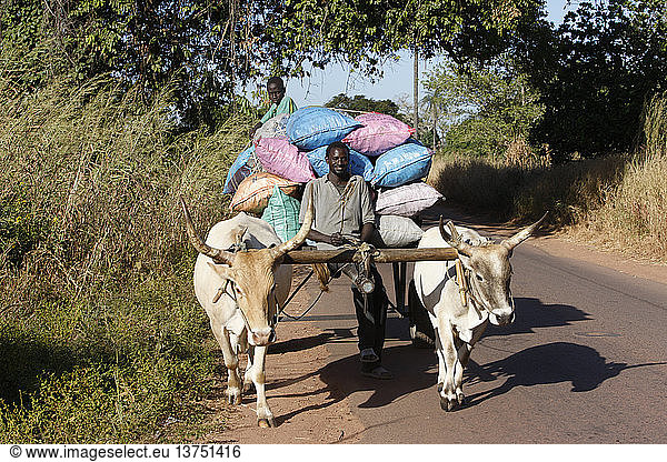 Father and son transporting goods on a bullock cart