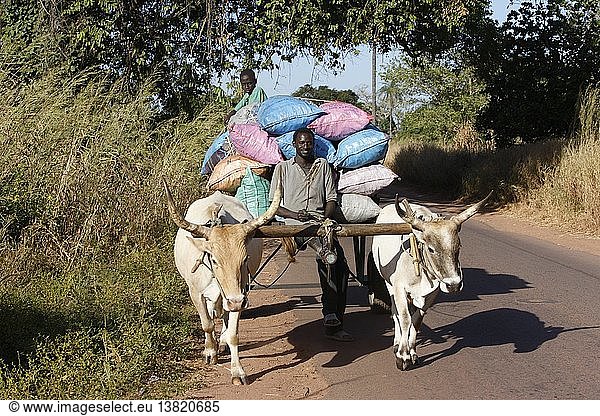 Father and son transporting goods on a bullock cart  Kafountine  Senegal.