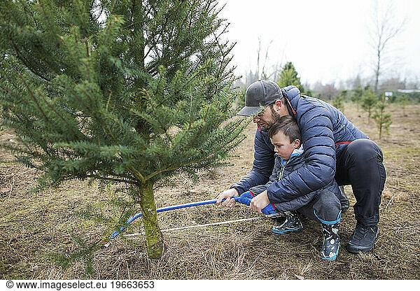 Father and son use saw to cut Christmas Tree at a tree farm