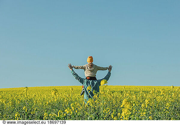 Father carrying son on shoulder in rapeseed field