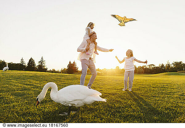 Father flying kite with daughters with swan in foreground at park