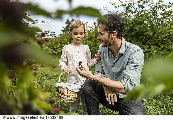 Father giving blackberry to daughter with basket