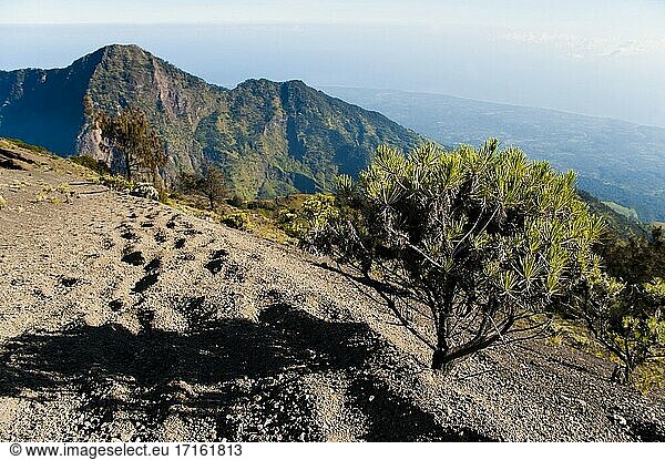 Fauna auf dem 3726 m hohen Gipfel des Mount Rinjani  Lombok  Indonesien. Der Mount Rinjani (Gunung Rinjani auf Indonesisch) ist ein aktiver Vulkan auf der Insel Lombok  Indonesien. Mit seinem Gipfel von 3726 m ist er der zweithöchste Vulkan Indonesiens.