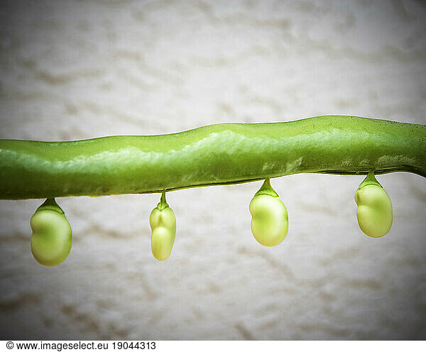 Fava beans (Vicia fabaL.) hanging from their pod.