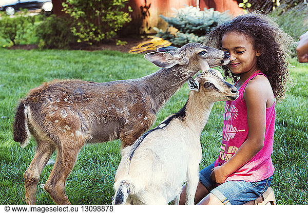 Fawn licking girl kneeling by kid goat on field