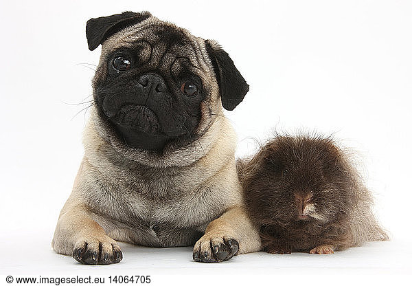 Fawn Pug dog and Shaggy Guinea Pig