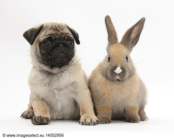 Fawn Pug Pup and Young Rabbit