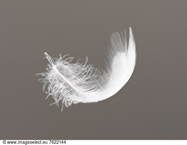 Feather floating on gray background