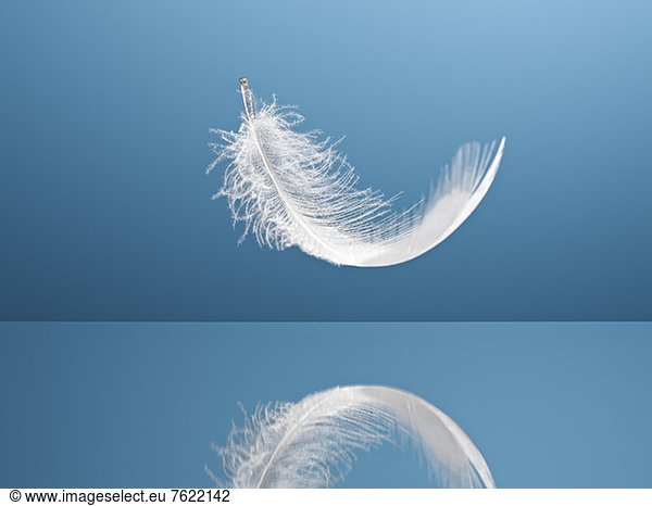 Feather floating over reflective surface