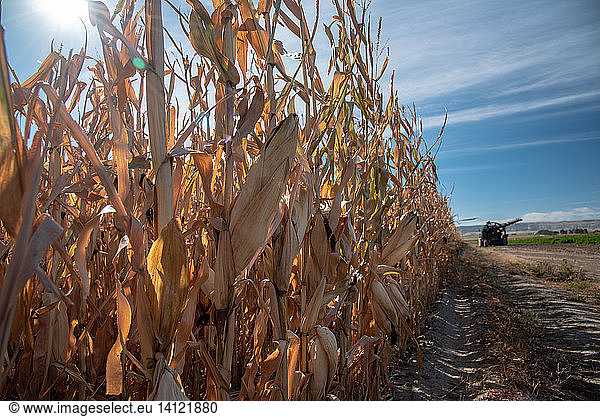 Feed corn drying in the Nebraska sun prior to harvest campaign 2018 Mitchell  NE