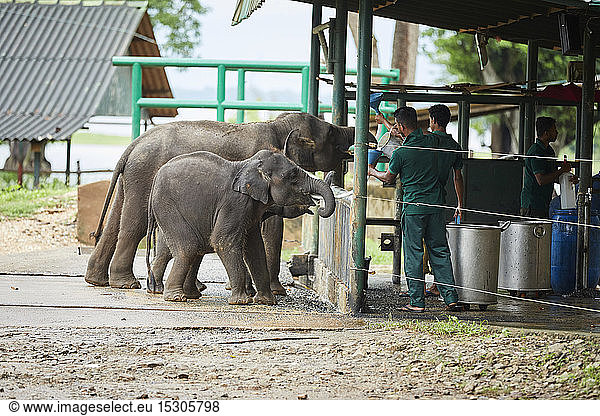 Feeding of elephants  Udawalawa  Sri Lanka