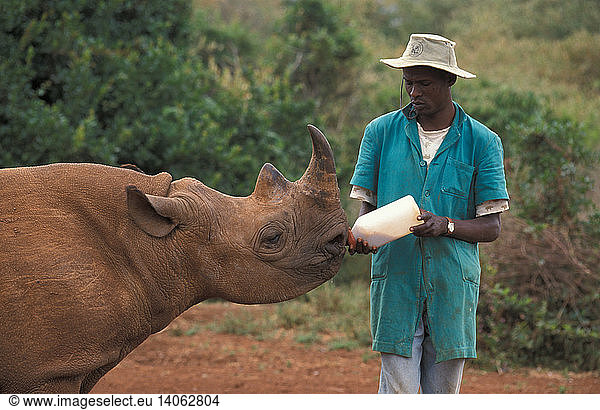 Feeding Young Black Rhino Feeding Young Black Rhino,babies 