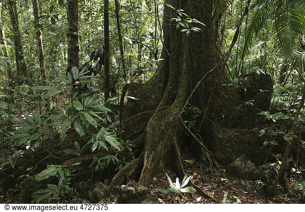 Feigenbaum (Ficus)  Daintree Nationalpark  Queensland  Australien