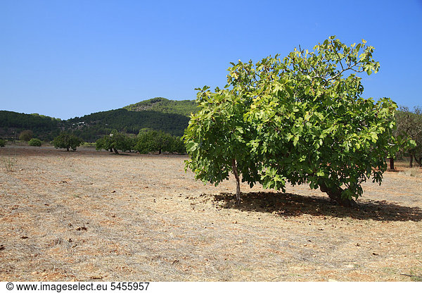 Feigenbaum (Ficus sp.)  Ibiza  Spanien  Europa