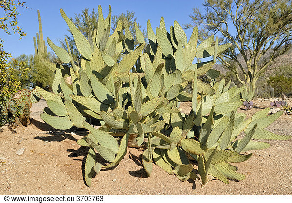 Feigenkaktus (Opuntia ficus indica)  Tucson  Arizona  USA