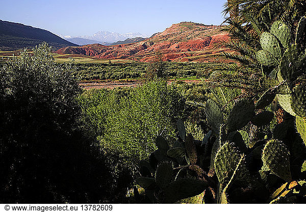 Feigenkaktus und grüner Talboden mit kargen Hängen und fernen Bergen  Atlasgebirge  Marokko  Nordafrika