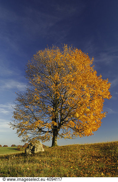 Feld-Ahorn (Acer campestre) mit Herbstlaub