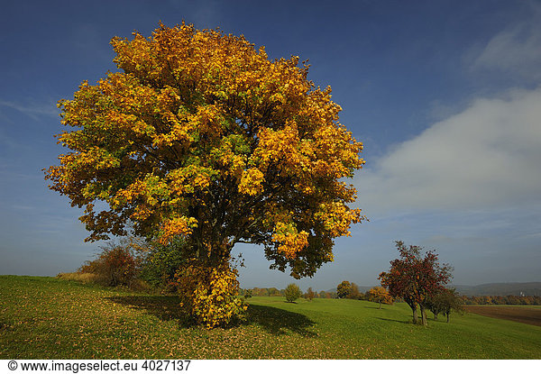 Feld-Ahorn (Acer campestre) mit herbstlicher Laubfärbung Schwäbische Alb Baden-Württemberg Deutschland Europa