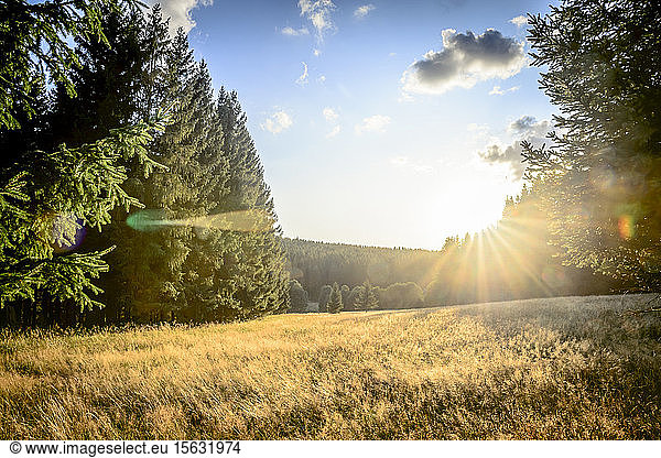 Feld am Waldrand bei Sonnenschein  Harz  Braunlage  Deutschland