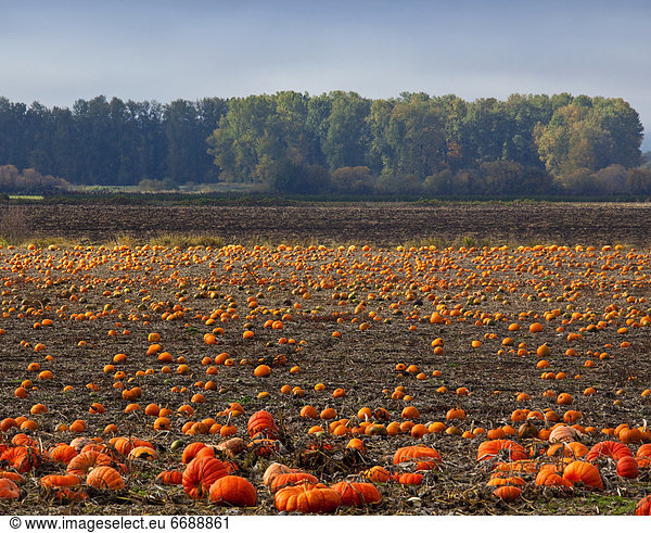 Feld  Herbst  Kürbis