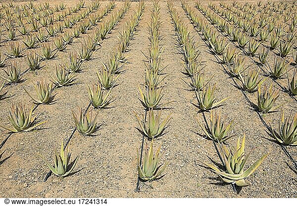 Feld mit Aloe Vera Pflanzen  Fuerteventura  Kanarische Inseln  Spanien  Europa