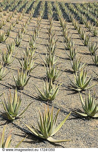 Feld mit Aloe Vera Pflanzen  Fuerteventura  Kanarische Inseln  Spanien  Europa