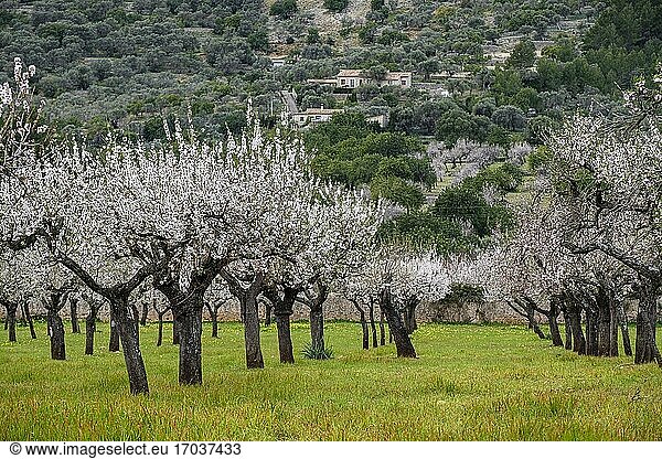 Feld mit Mandelblüten  Mancor de la Vall  Mallorca  Balearen  Spanien.