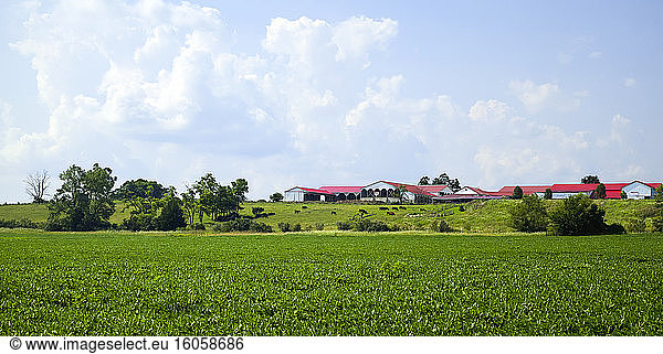 Feld mit mittelgroßen Sojabohnen mit weidendem Vieh und roten Dächern in der Nähe von Farmersville  Ohio  Vereinigte Staaten von Amerika