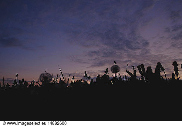 Feld mit silhouettierten Löwenzahnsilhouetten vor dem Abendhimmel