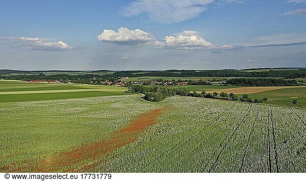 Feld mit Waldviertler Graumohn  Schlafmohn (Papaver somniferum)  Niederösterreich  Österreich  Europa