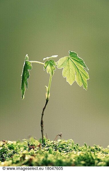 Feldahorn (Acer campestre)  Sämling  Pflanzen  Laubbaum  Laubbäume  Europa  Ahorngewächse  Aceraceae  Blatt  Blätter  Frühling  Frühling  vertikal