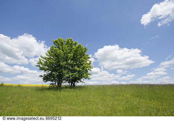 Feldahorn Maßholder (Acer campestre) Thüringen Deutschland