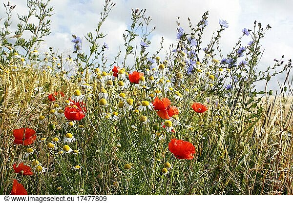 Feldblumen  Klatschmohn  Kamille  Blumen  Niedersachsen  Deutschland  Europa
